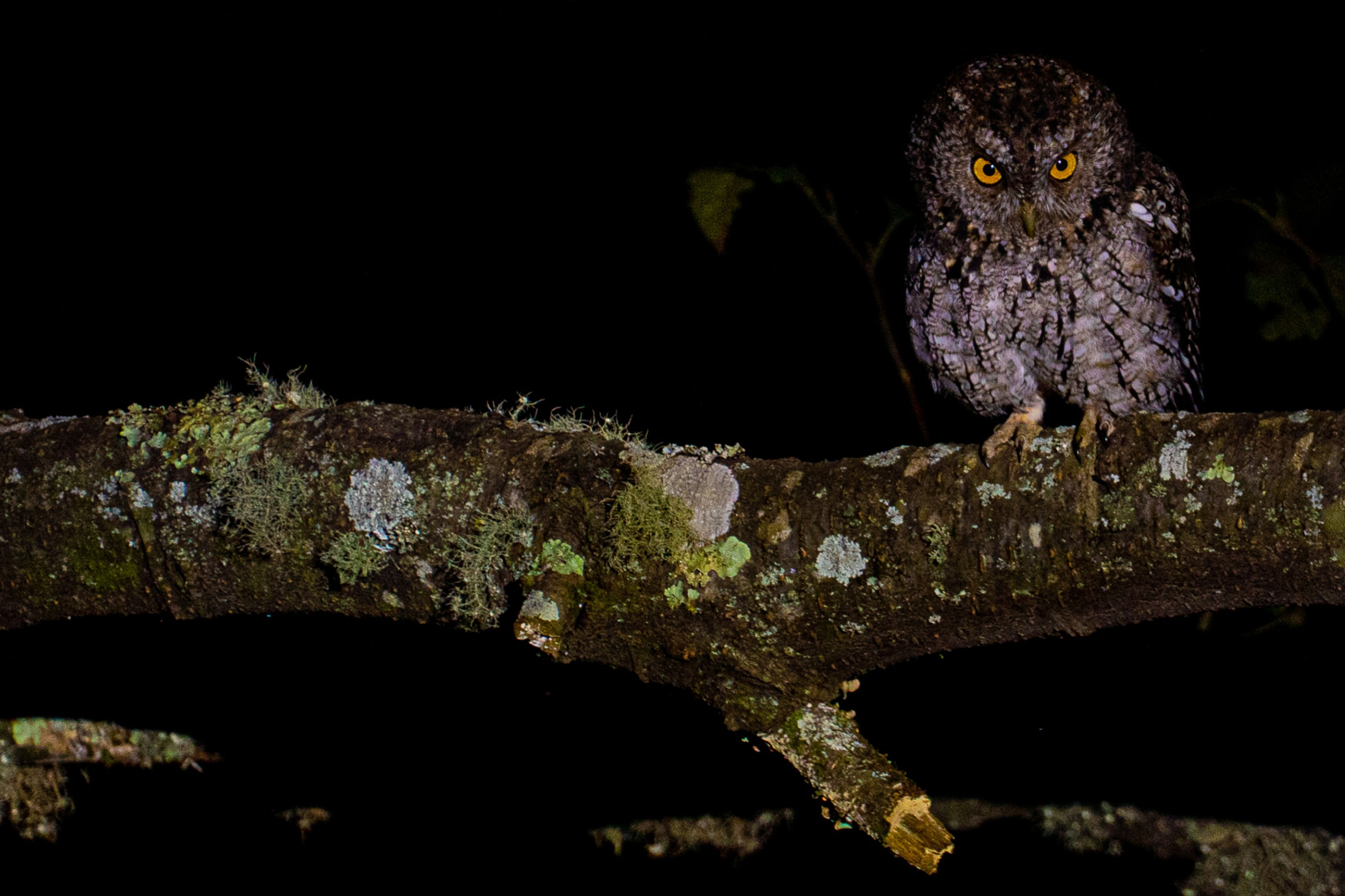 Tecolote barbudo (Megascops barbarus)