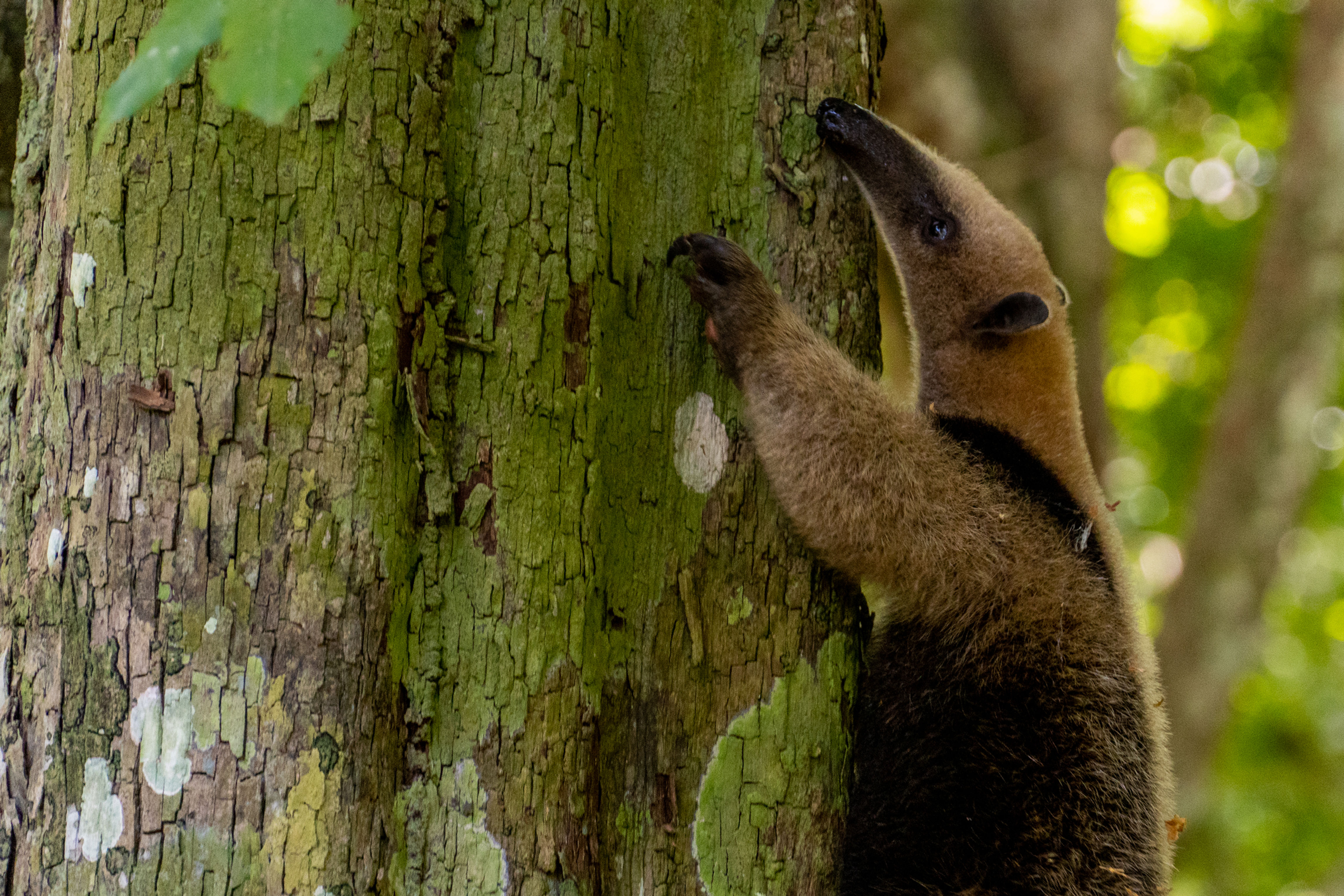 Tamandúa (Tamandúa mexicana)