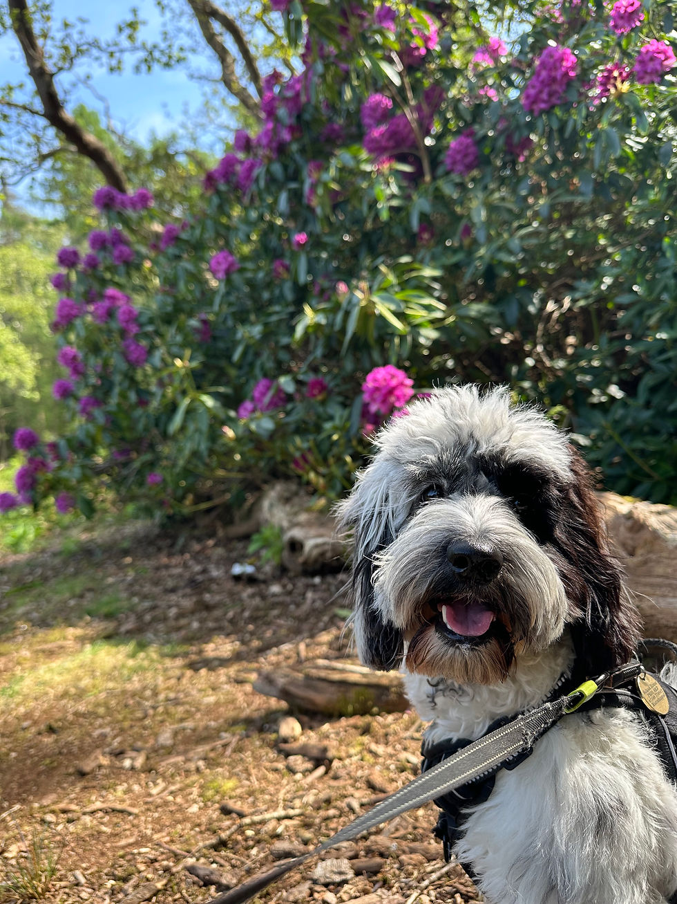 Sandringham Rhododendrons in bloom on a woodland walk.
