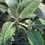 Thumbnail: Pachystegia insignis