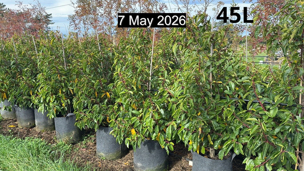 Thumbnail: Prunus Lusitanica