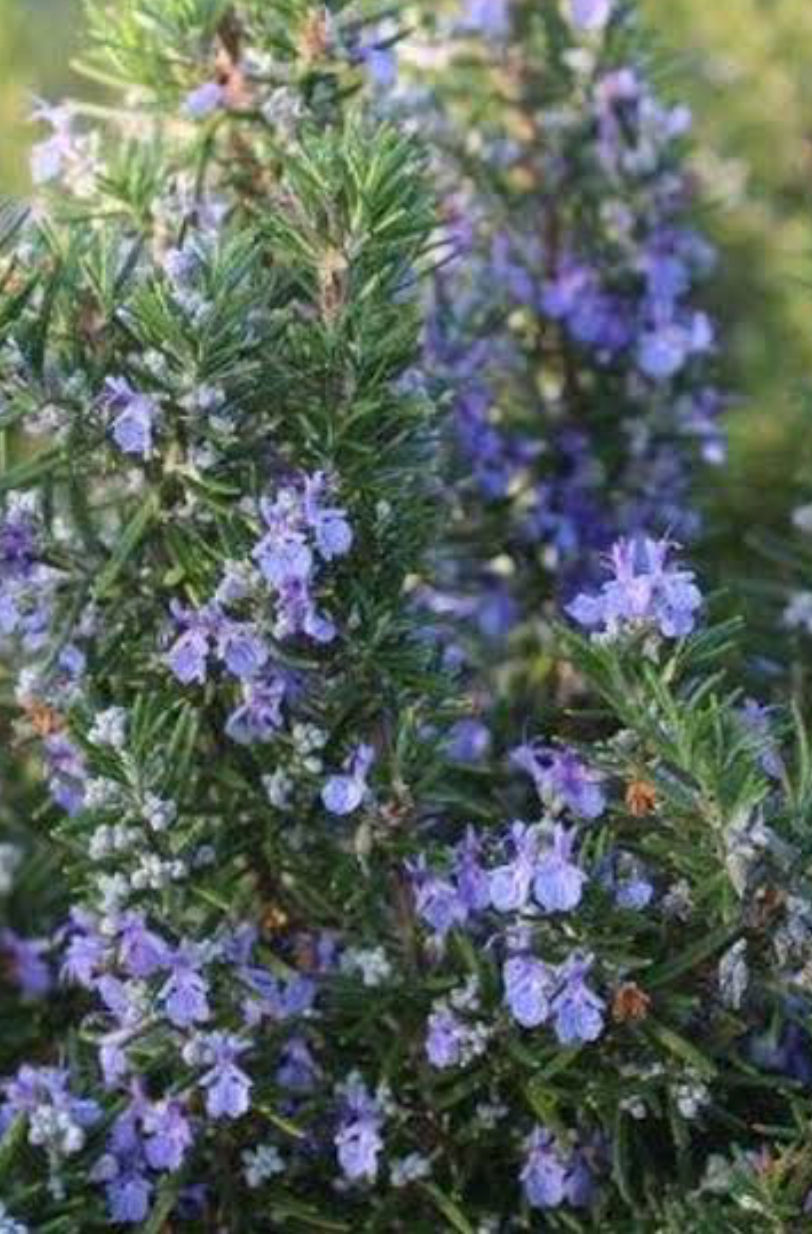 Rosmarinus Tuscan Blue