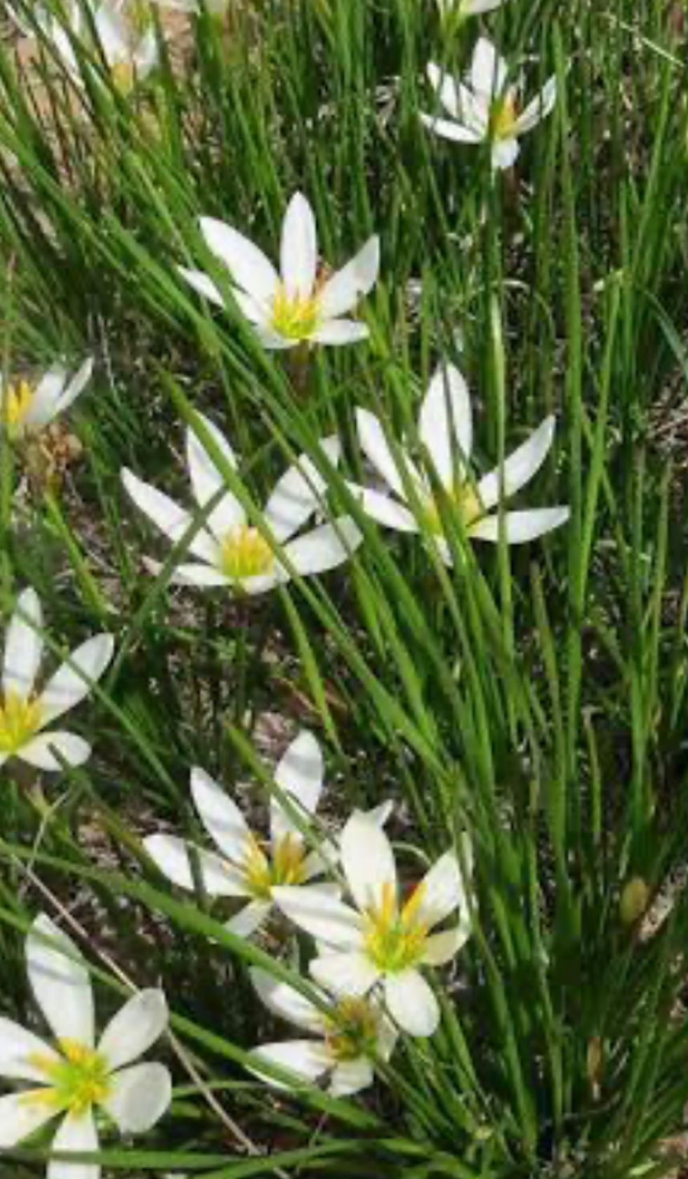 Zephyranthes candida
