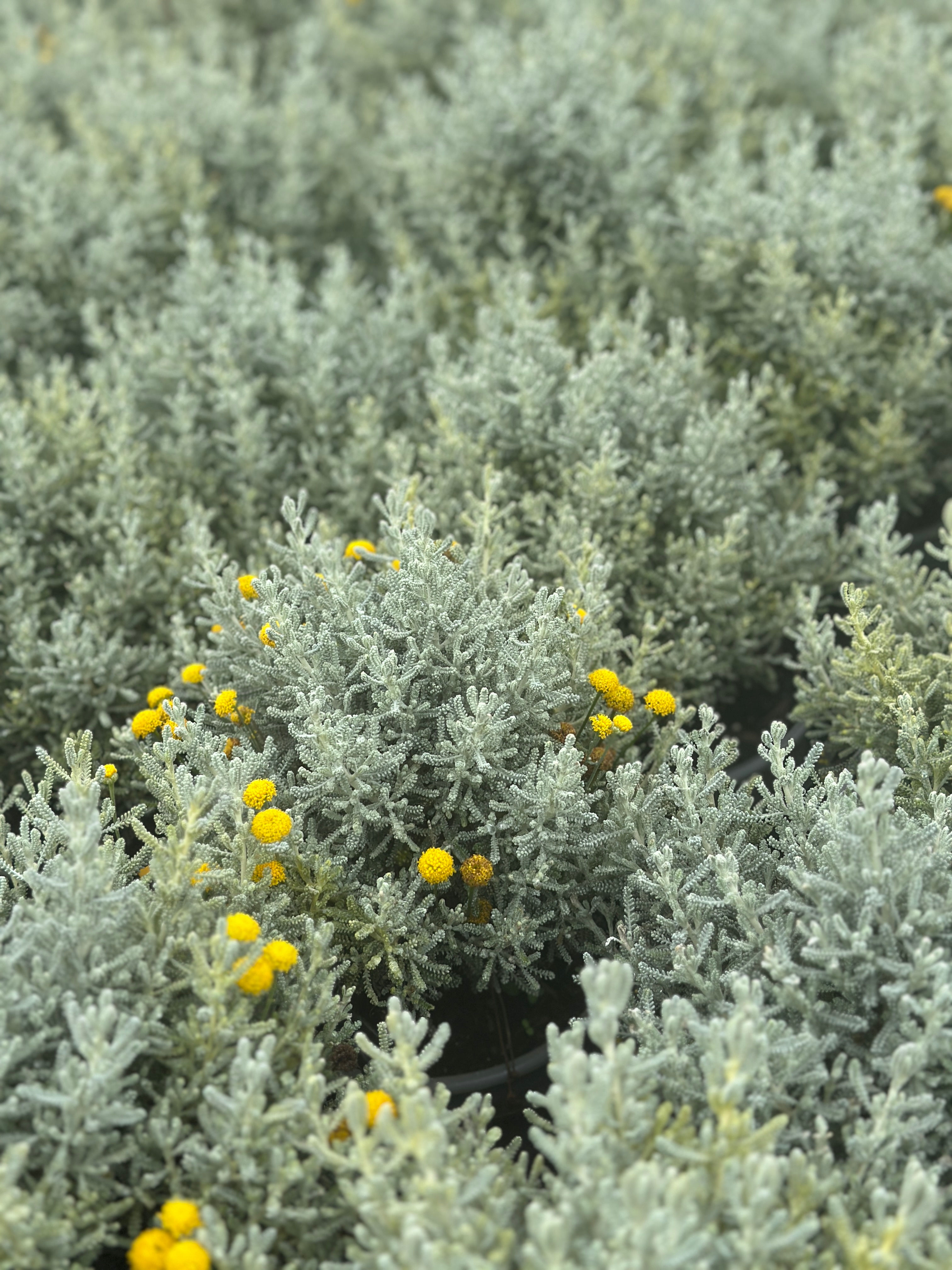 Santolina chamaecyparissus