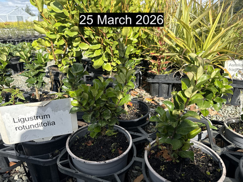fortunella japonica plant Citrus japonica main image 1