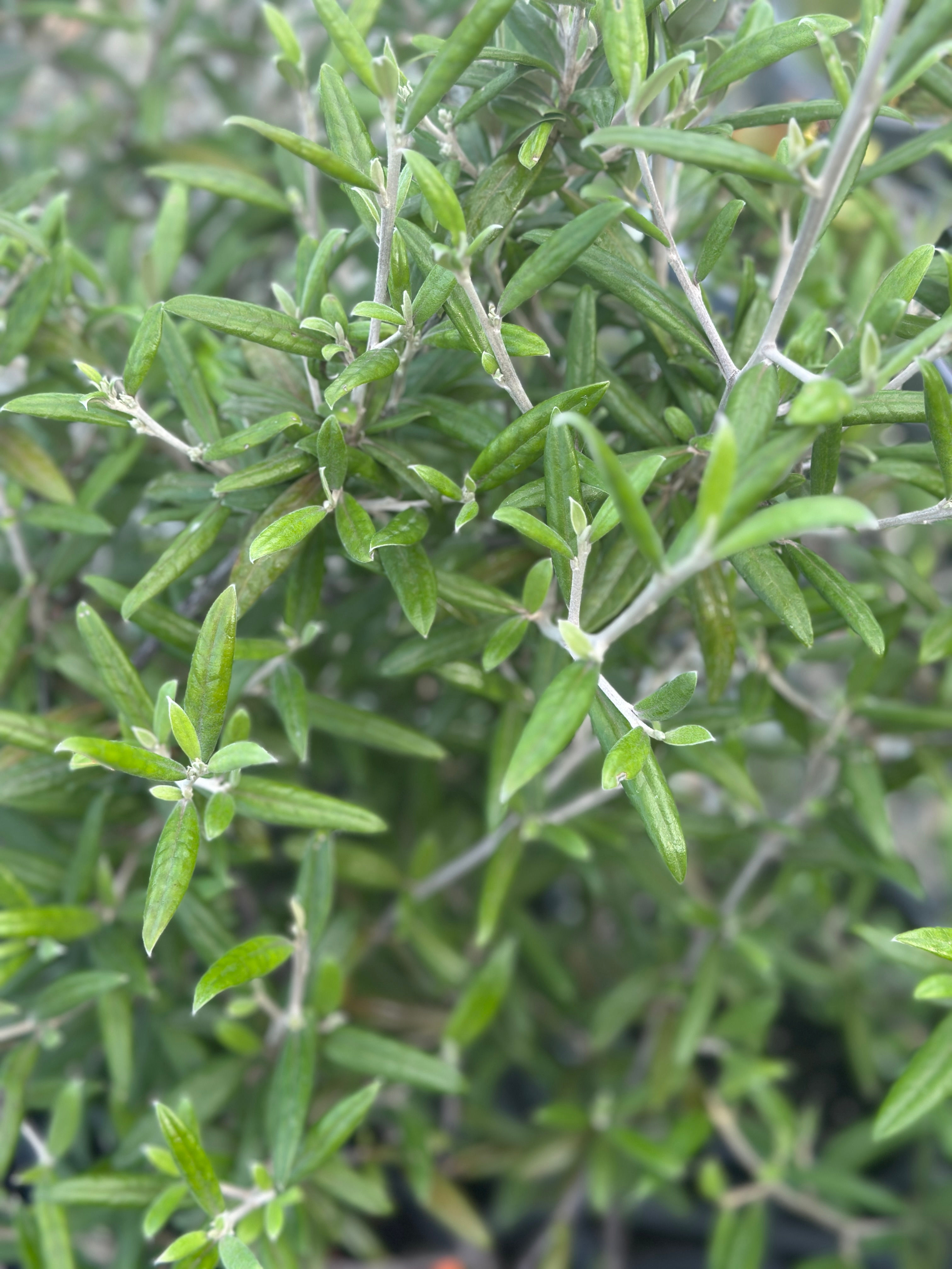 Corokia buddleioides