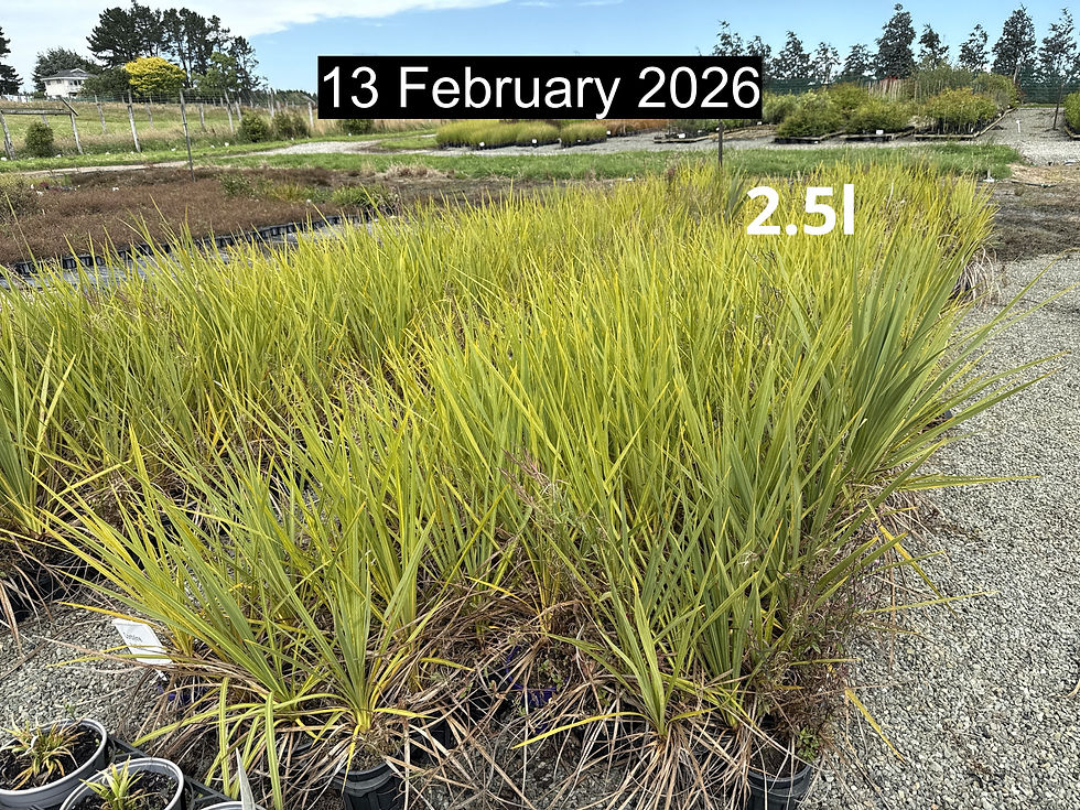 Thumbnail: Cordyline australis