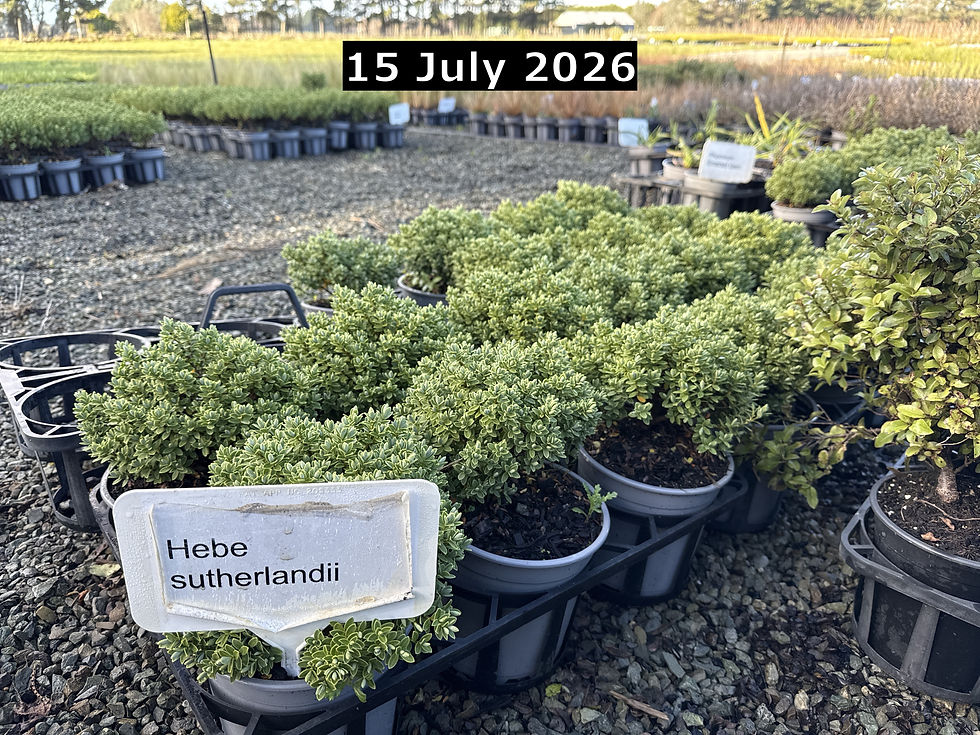Thumbnail: Hebe sutherlandii