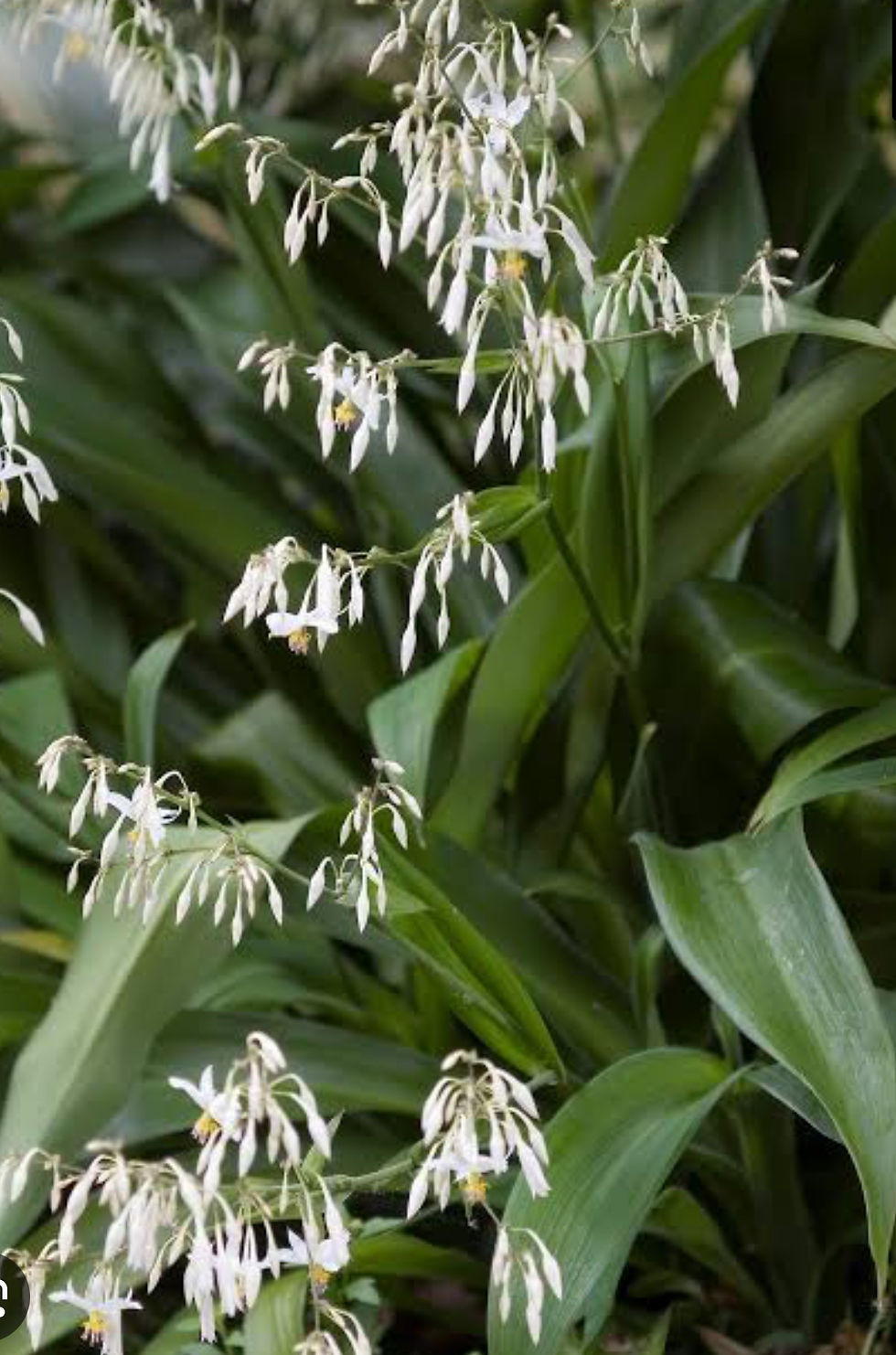 Arthropodium cirratum