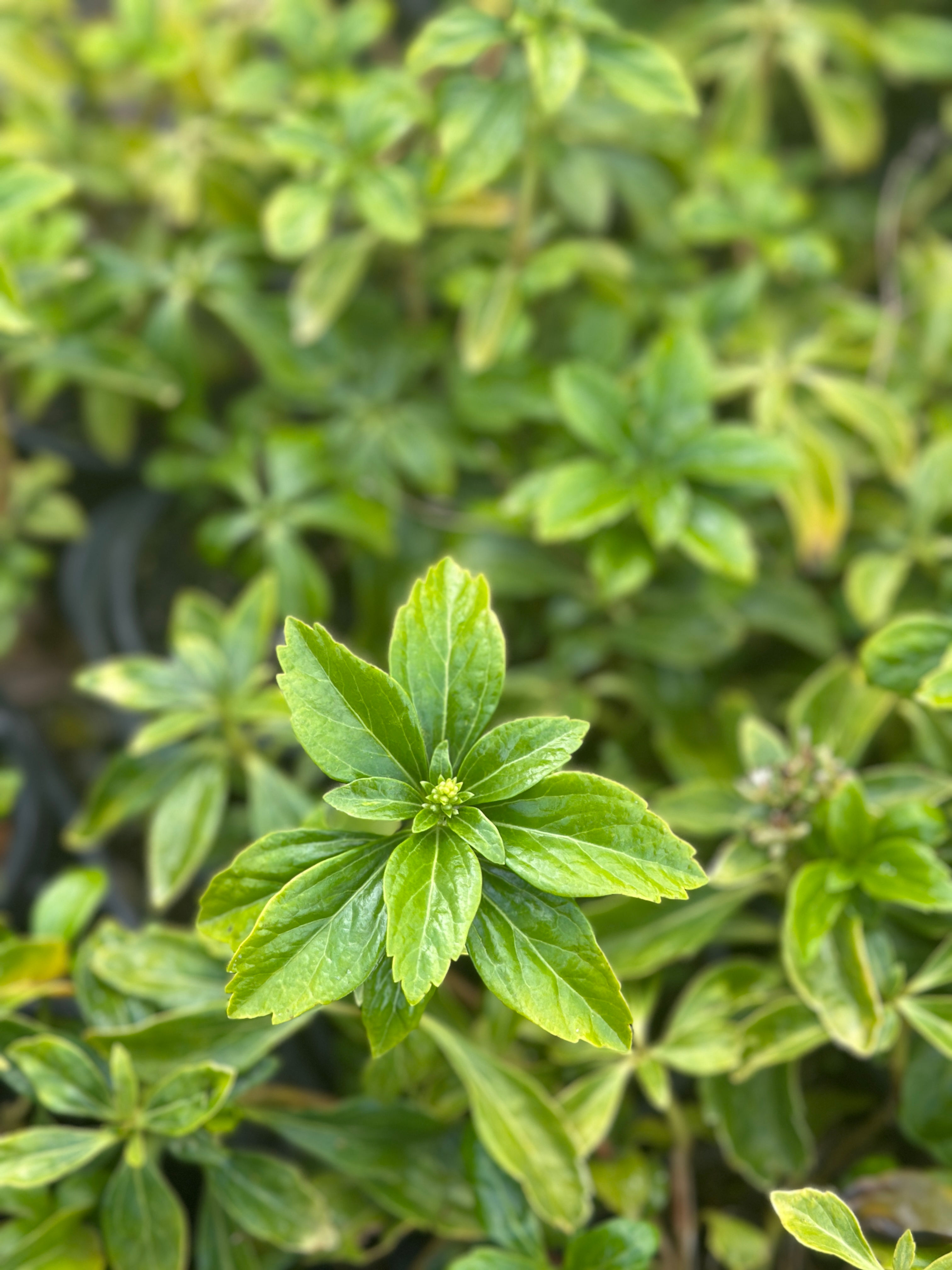 Pachysandra Green Sheen