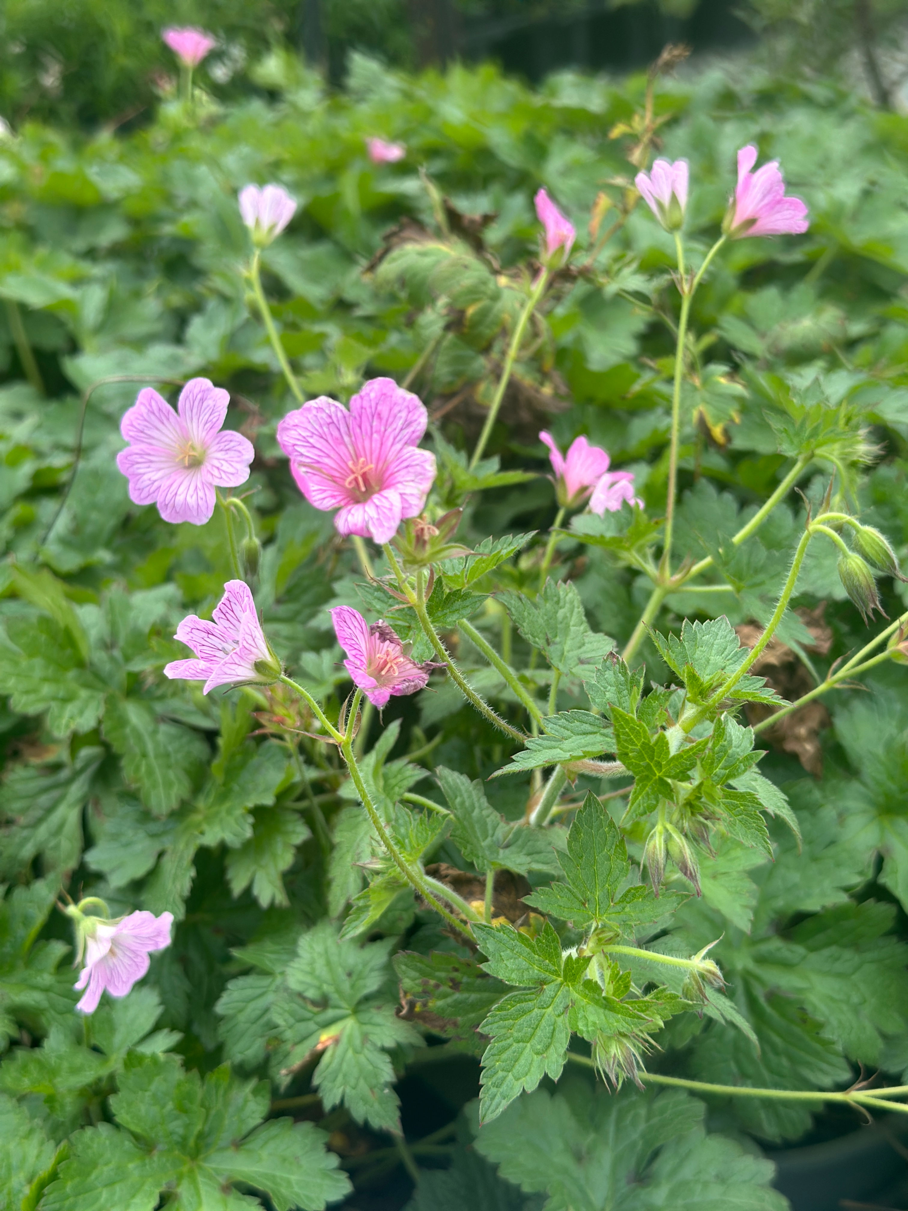 Geranium Pearl Boland