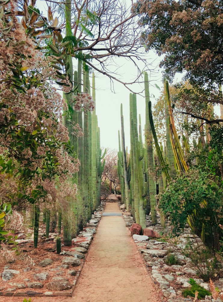 JARDÍN ETNOBOTÁNICO DE OAXACA MÉXICO