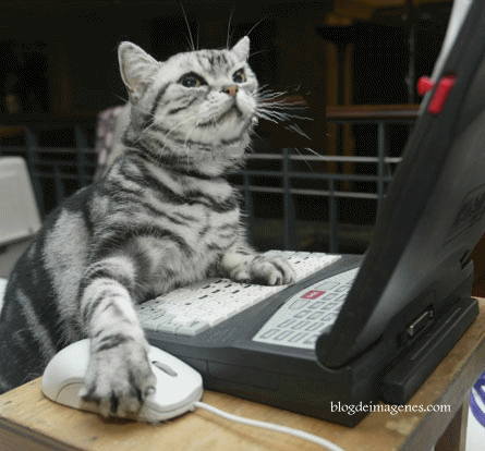 gato con pc d_thumb.gif