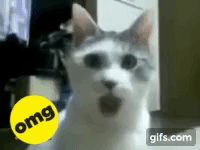 P1qZvl_small.gif