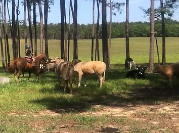 Claire horse and cows.jpg
