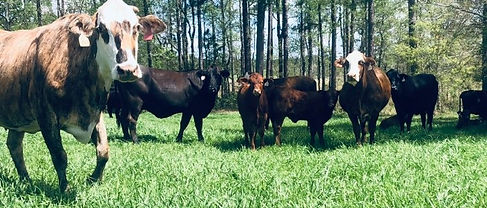 our cows_edited.jpg