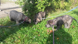 9 Wochen alt/9 weeks old