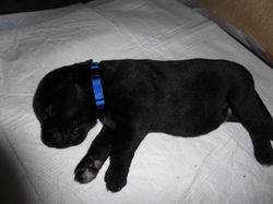 2 Wochen alt / 2 weeks old