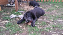 8 Wochen alt / 8 weeks old