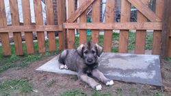 8 Wochen alt / 8 weeks old