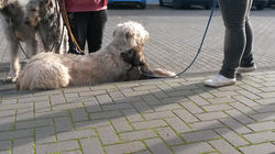 9 Wochen alt/9 weeks old