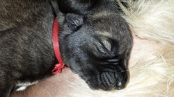 1 Woche alt / 1 week old