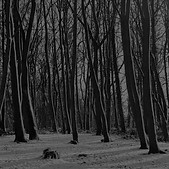 papers.co-mx21-cold-winter-forest-snow-nature-mountain-dark-bw-36-3840x2400-4k-wallpaper.j