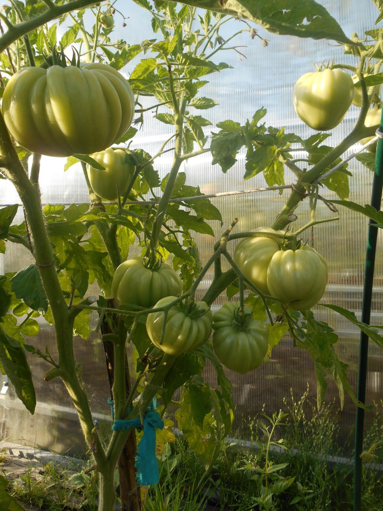 Царский подарок