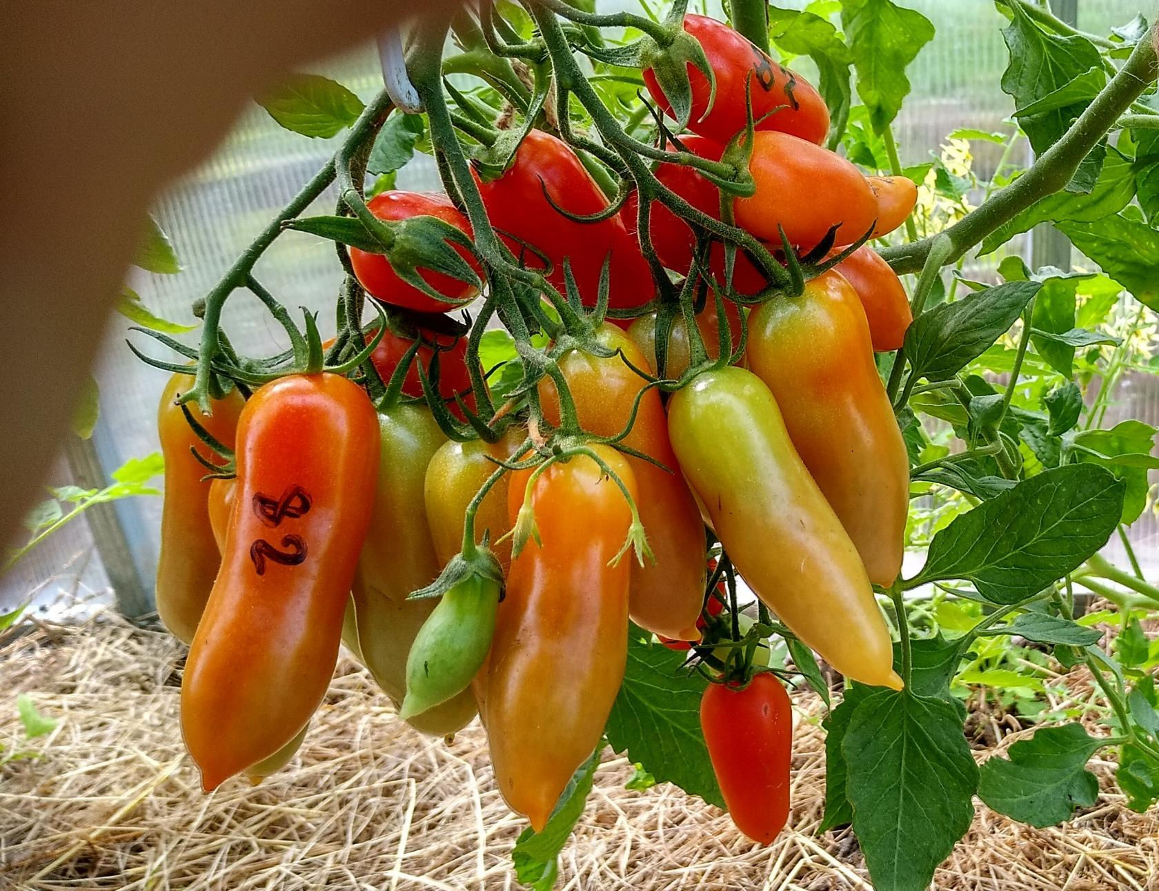 Фляшен томат