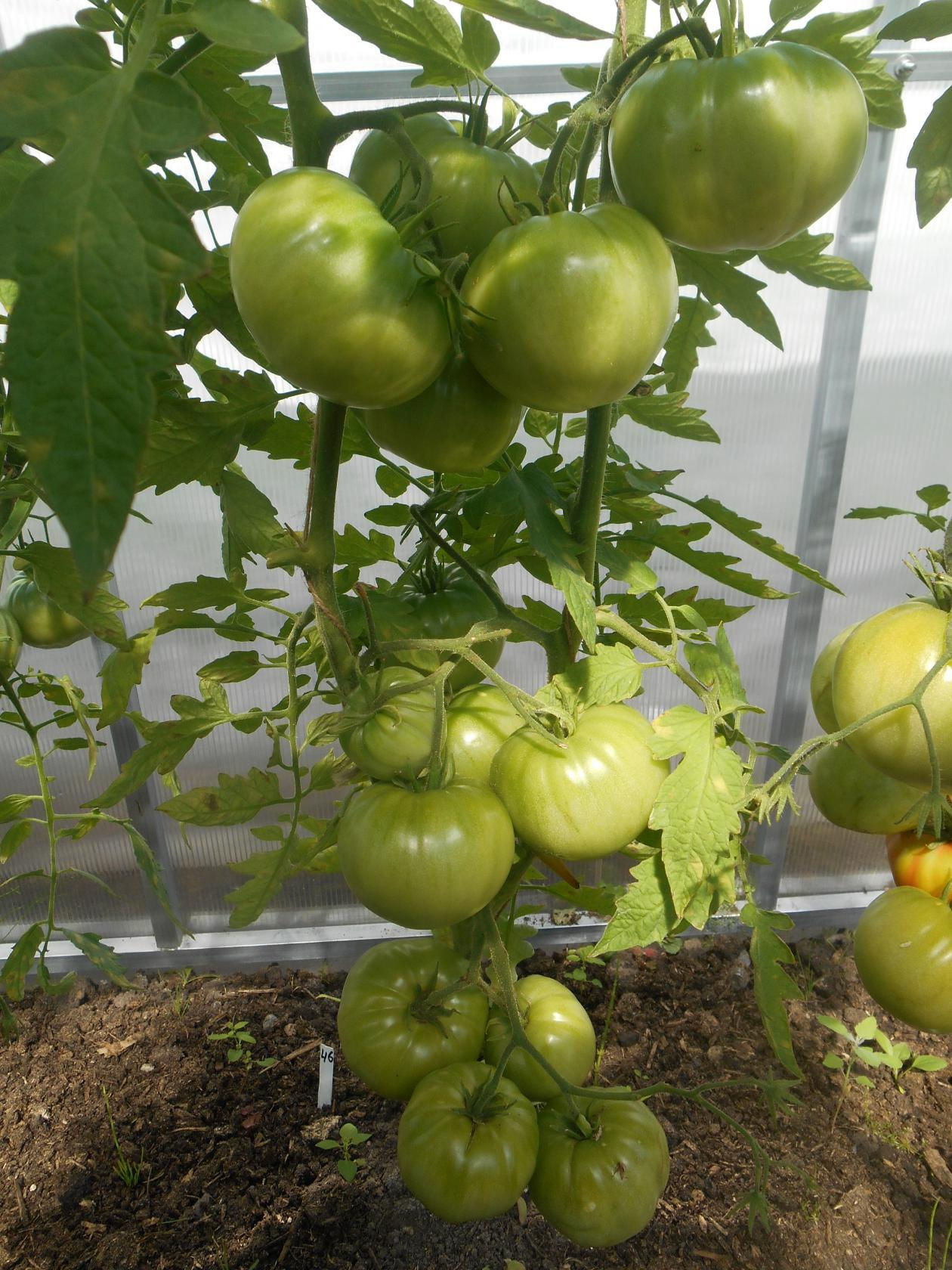 Властелин Степей