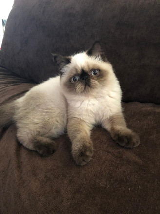 FLAUSCHIGE Nala