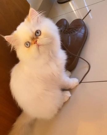 FLAUSCHIGE Dior