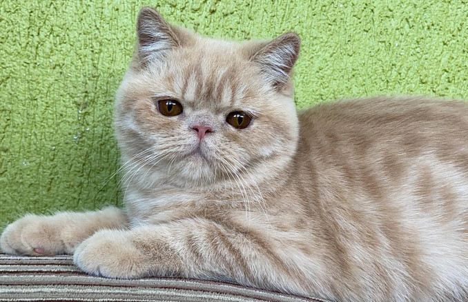 Flauschige Farelo