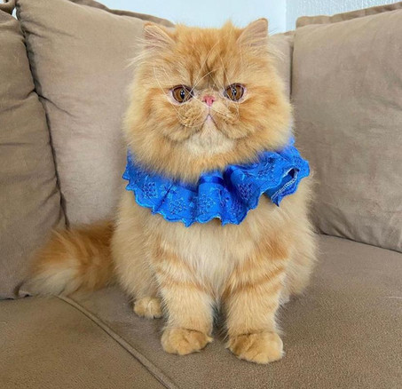 FLAUSCHIGE Simba