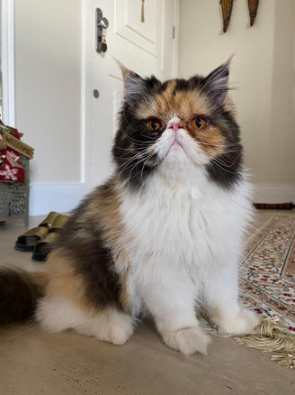 FLAUSCHIGE Julieta