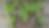 world peas.webp