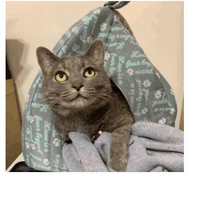 Photo of beautiful gray cat with piercing green eyes