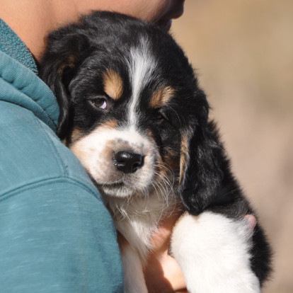 16+ Colorado Mountain Dogs
