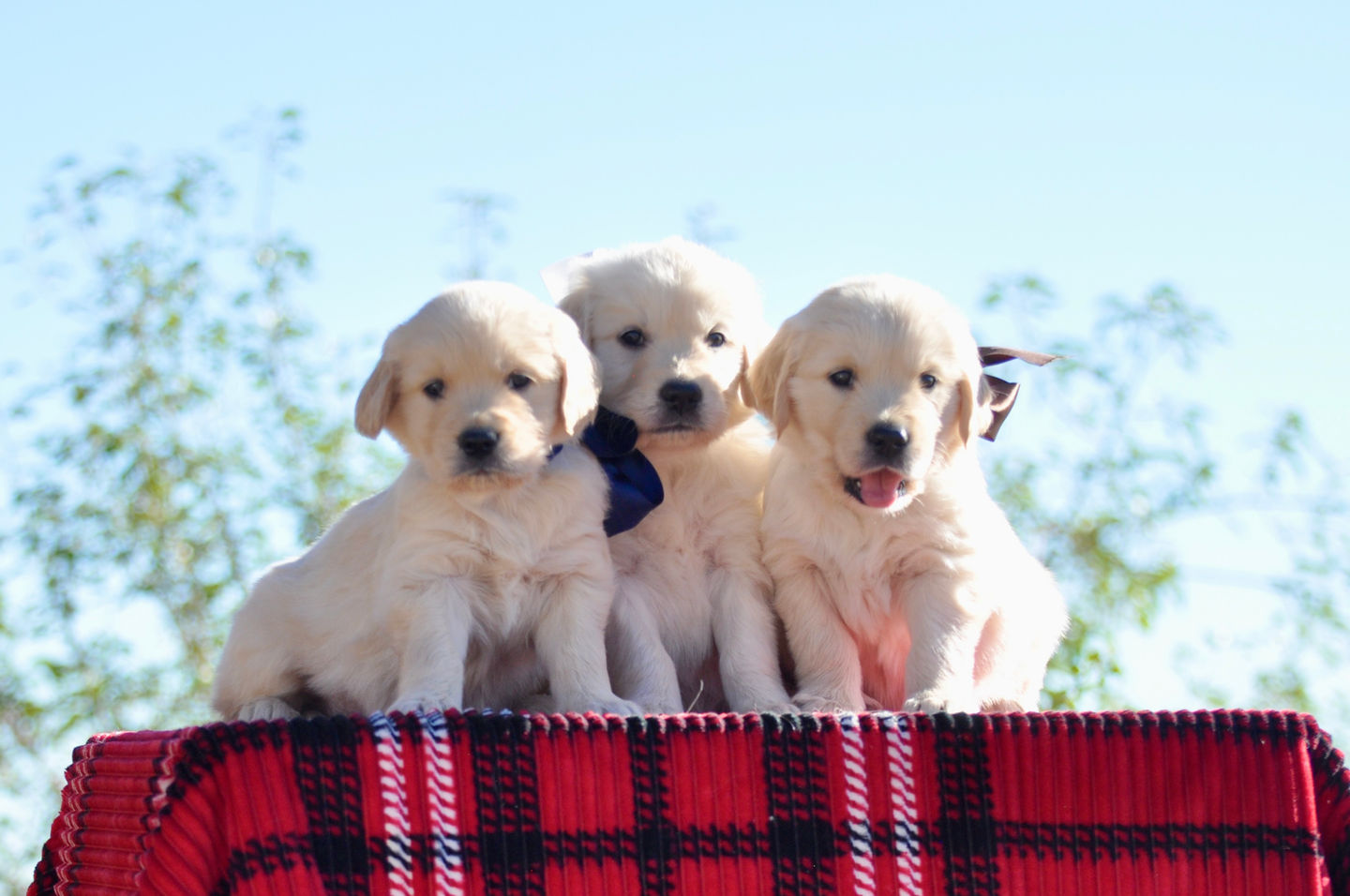 55726A99-99F5-4ACE-925A-8DA8285EFEDC_1_201_a