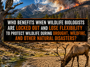 Wildfire’s Edge in a Drought.  Wildlife in Crisis.  Time for “Right to Hunt”?
