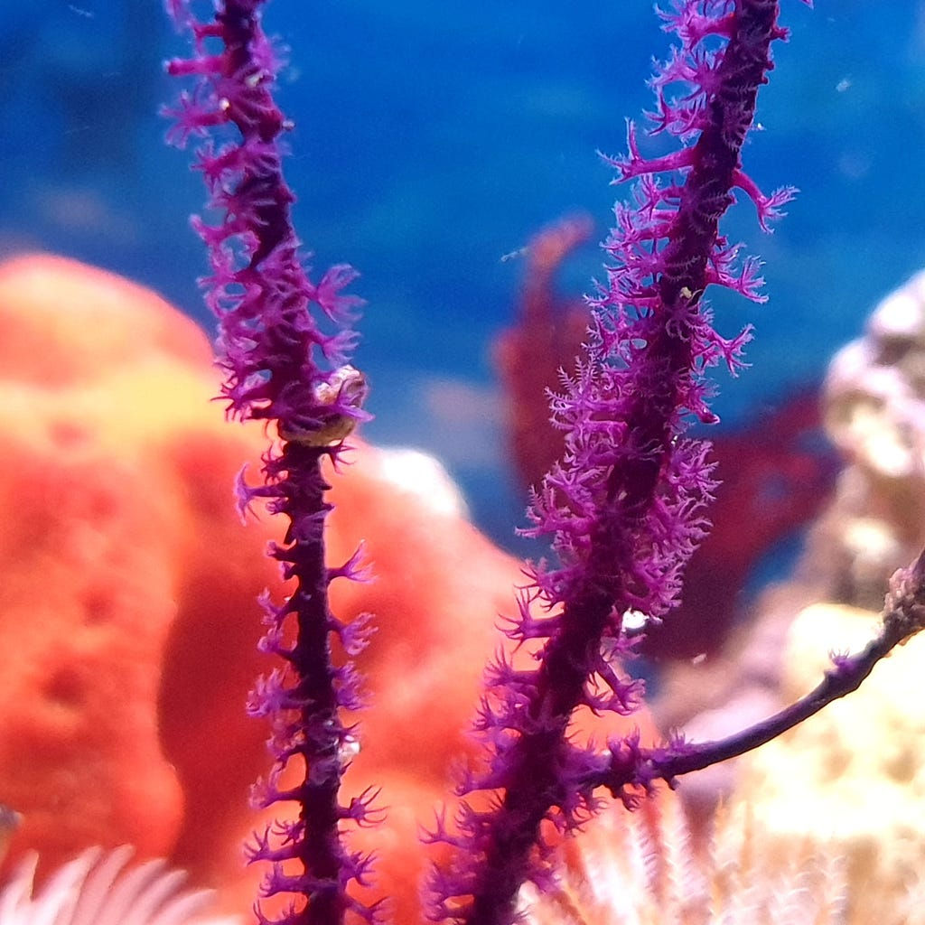 Guaiagorgia anas - Violette Gorgonie