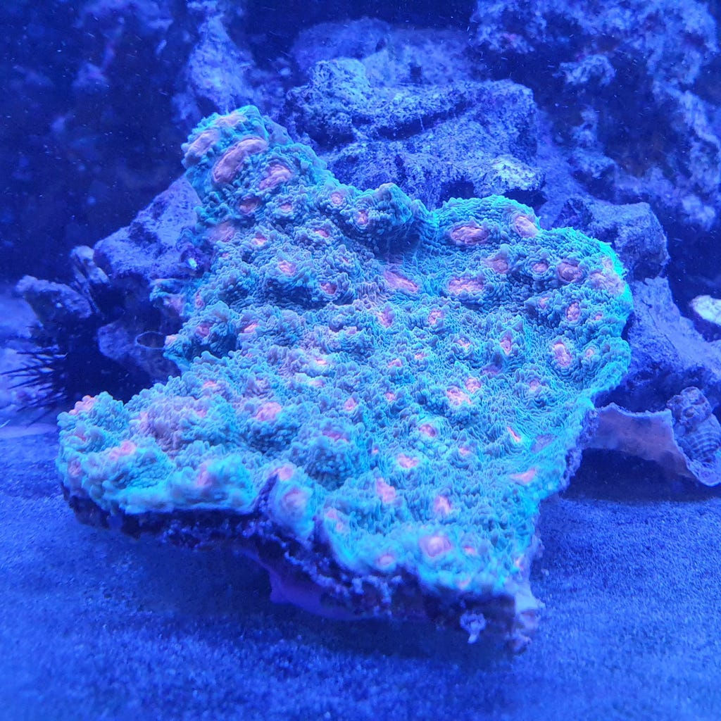 Echinophyllia "Mummy Eye" Chalice