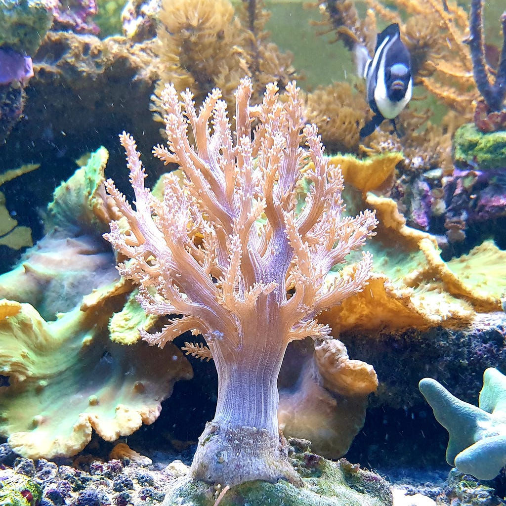 Capnella sp. - Bäumchen-Weichkoralle