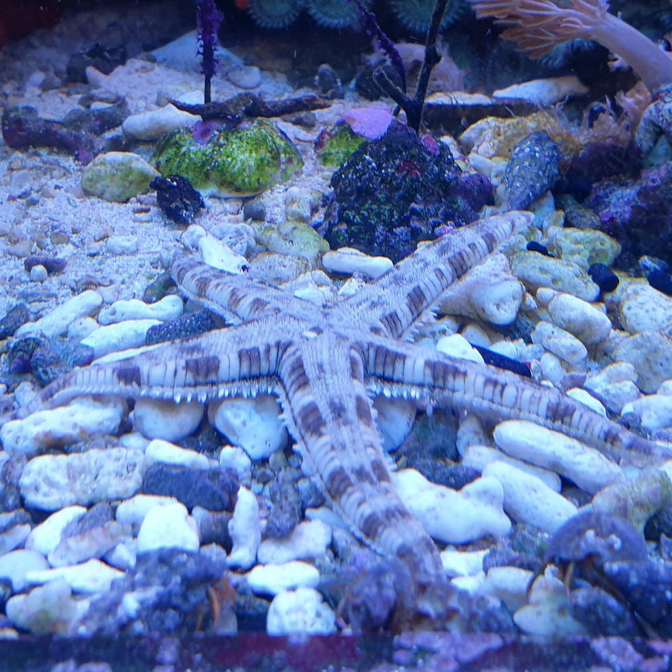 Miniaturbild: Archaster typicus - Grabender Seestern