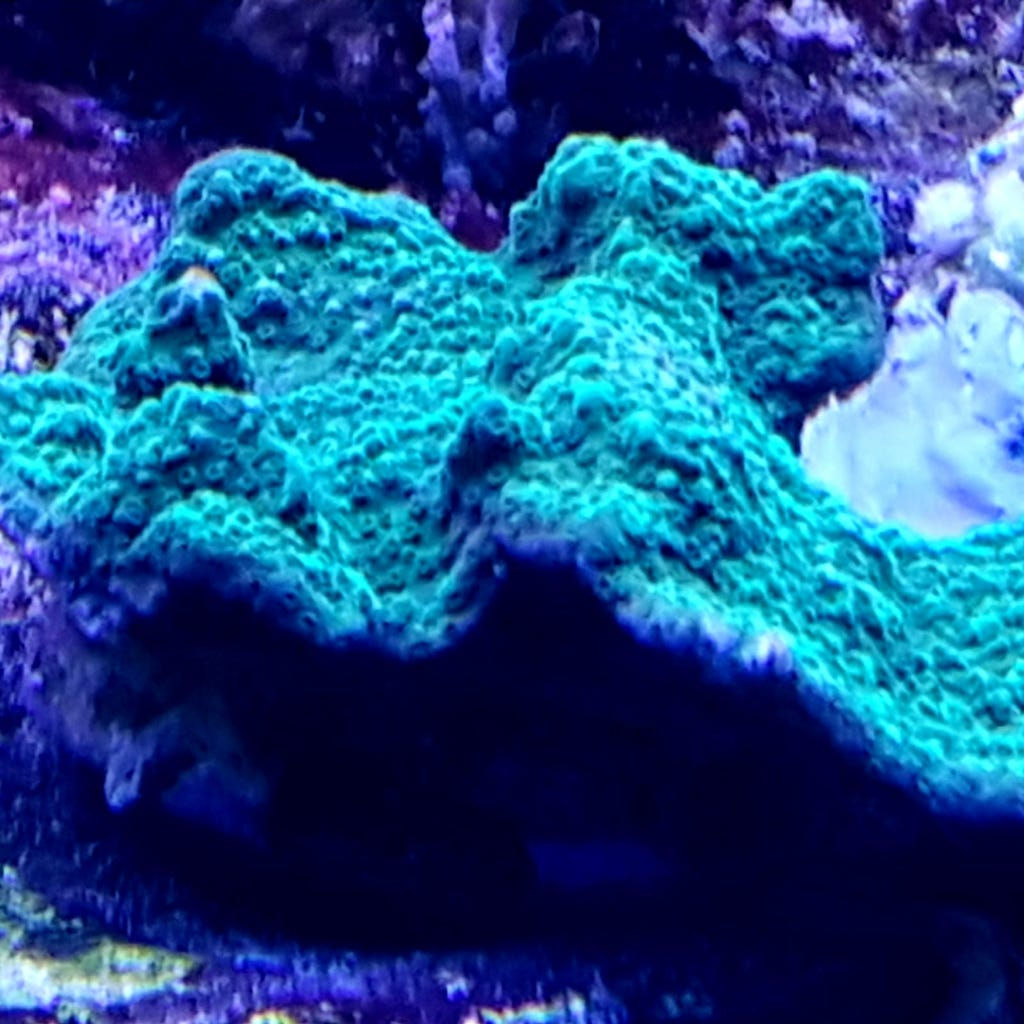 Montipora delicatula - Monti-Platte, grün