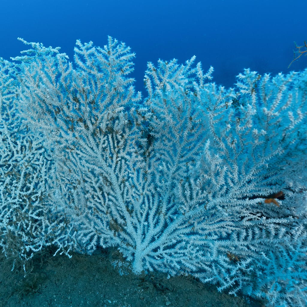 Eunicella verrucosa - Kaltwasser-Gorgonie (Atlantik)