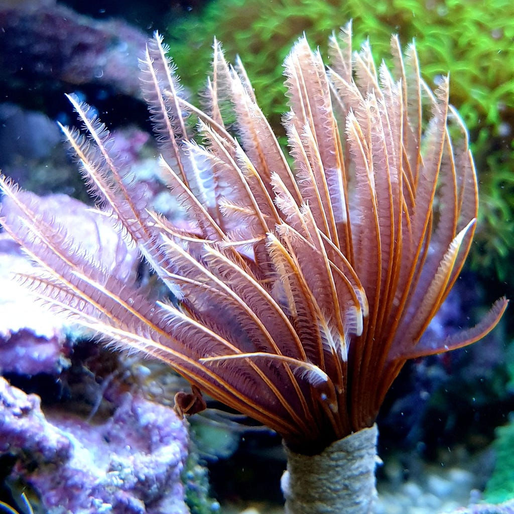 Sabellastarte spectabilis - Indo-Pazifischer Röhrenwurm