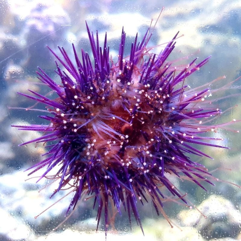 Miniaturbild: Paracentrotus lividus - Steinseeigel (Mittelmeer)