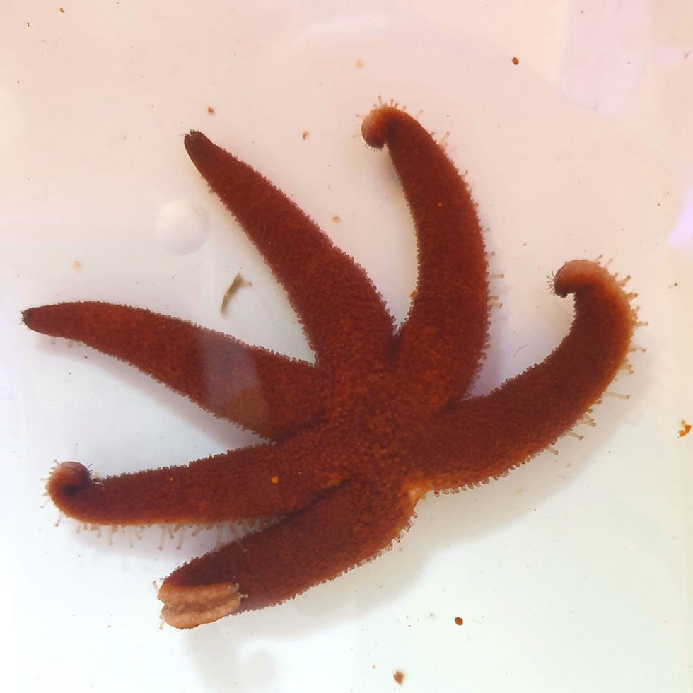 Miniaturbild: Echinaster luzonicus - Vielfarbiger Seestern