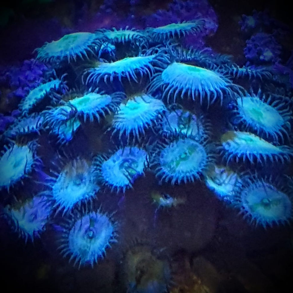 Miniaturbild: Palythoa sp. "Mindblowing"